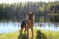 The German Shepherd puppy 10 month. Lake. splashing water droplets Royalty Free Stock Photo